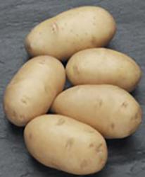 картофель семянной ВИКТОРИЯ  70 дней  1 кг