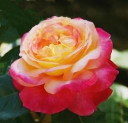 Роза Восточный Эскпресс (ЧГ) желтые с крас. краем   