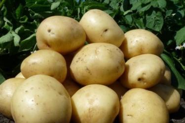 картофель семянной ГАЛА   70 дней   1 кг
