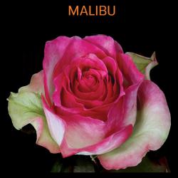 Роза Малибу ЧГ  светло-кремовая с зеленоватым отливом   (в тубе)
