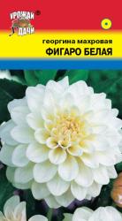 цв. одн. ГЕОРГИНА  ФИГАРО  БЕЛАЯ / Урожай у Дачи / 