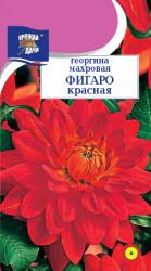 цв. одн. ГЕОРГИНА  ФИГАРО  КРАСНАЯ  / Урожай у Дачи /