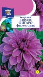 цв. одн. ГЕОРГИНА  ФИГАРО  ФИОЛЕТОВАЯ   / Урожай у Дачи / 