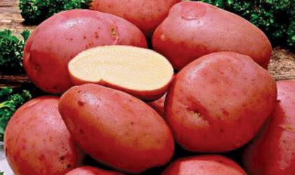 Картофель семянной  Розара   70-75 дней  1 кг