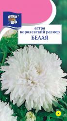 астра КОРОЛЕВСКИЙ  РАЗМЕР  БЕЛАЯ  / Урожай у Дачи /