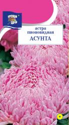 астра  АСУНТА  Пионовидная  / Урожай у Дачи /  