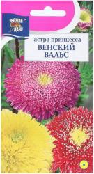 астра ПРИНЦЕССА ВЕНСКИЙ  ВАЛЬС  СМЕСЬ / Урожай у Дачи /