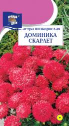 Астра ДОМИНИКА СКАРЛЕТ низкорослая	/ Урожай у Дачи / НОВИНКА !!!