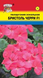 цв. комн. ПЕЛАРГОНИЯ  ЗОНАЛЬНАЯ  БРИСТОЛЬ ЧЕРРИ   F1	/ Урожай у Дачи  /															