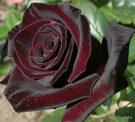 Роза Черная Магия т-бордовая, почти черная. / Чайно - Гибридная / (в тубе)