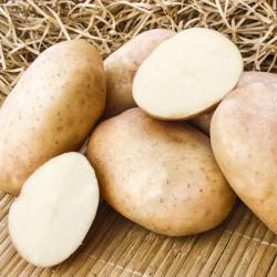 картофель семянной ЖУКОВСКИЙ 50-65 дней 1 кг