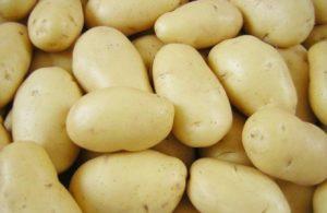 картофель семянной ДЖУВЕЛ  УЛЬТРАРАННИЙ 50 дней 1 кг