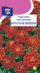 цв. одн. БАРХАТЦЫ  КРАСНАЯ ВИШНЯ отклоненные / Урожай у Дачи /