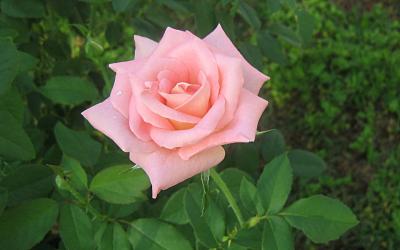 Роза флорибунда Претти Принц