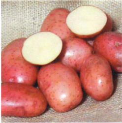  картофель семянной АРОЗА  45-65 дней  1 кг