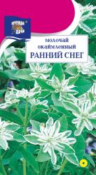 цв. одн. МОЛОЧАЙ  РАННИЙ  СНЕГ ОКАЙМЛЕННЫЙ / Урожай у Дачи /  