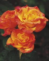 Роза флорибунда Самба Пати