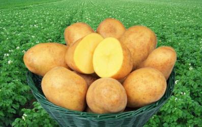 картофель семянной АДРЕТТА    1 кг