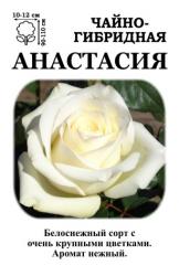 Роза  Анастасия /ЧГ/ белая   (в тубе)