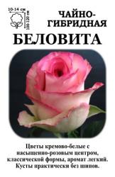 Роза Беловита ЧГ (белая с малин. краем)   (в тубе)