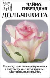 Роза Дольчевита /ЧГ/ почти белая .с розовым краем   (в тубе)