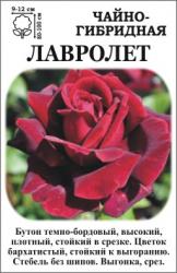 Роза Лавролет  / Чайно - Гибридная / (в тубе) 