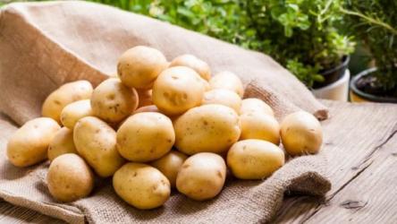 картофель семянной ЛИНА  75 дней 1 кг