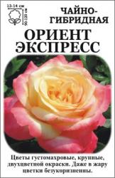 Роза Орион Экспресс /ЧГ/ желтая с оранж.краем   (в тубе)