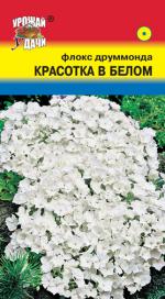 Флокс   друммонда   КРАСОТКА В БЕЛОМ