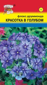 Флокс   друммонда   КРАСОТКА В ГОЛУБОМ