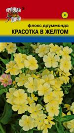 Флокс   друммонда   КРАСОТКА В ЖЕЛТОМ