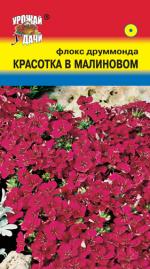 Флокс   друммонда   КРАСОТКА В МАЛИНОВОМ