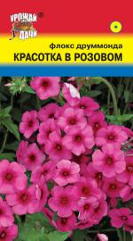 Флокс   друммонда   КРАСОТКА В РОЗОВОМ