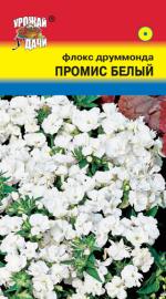 Флокс   ПРОМИС  МАХРОВЫЙ  БЕЛЫЙ