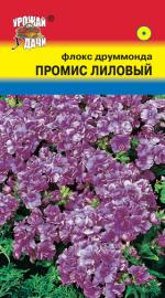 Флокс   ПРОМИС  МАХРОВЫЙ  ЛИЛОВЫЙ
