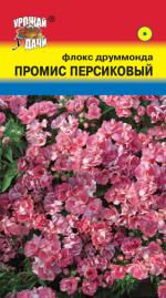 Флокс   ПРОМИС  МАХРОВЫЙ  ПЕРСИКОВЫЙ 