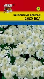 Хризантема   девичья   СНОУ БОЛ