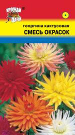 Георгина   кактусовидная   СМЕСЬ ОКРАСОК