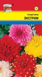 Георгина   махровая   ЭКСТРИМ