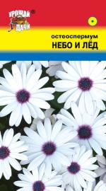 Остеоспермум   НЕБО И ЛЕД