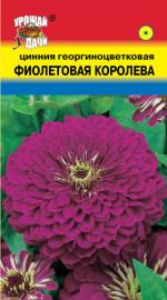 Цинния   ФИОЛЕТОВАЯ КОРОЛЕВА   георгиноцветковая