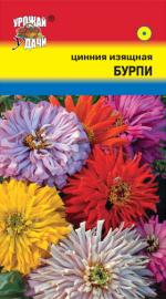 Цинния   БУРПИ   изящная