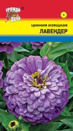 Цинния   ЛАВЕНДЕР  изящная