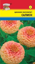 Цинния   лиллипут   САЛМОН