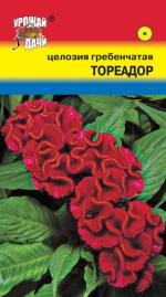 ЦЕЛОЗИЯ  ГРЕБЕНЧАТАЯ  ТОРЕАДОР