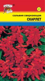 САЛЬВИЯ  СКАРЛЕТ  СВЕРКАЮЩАЯ 