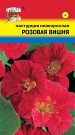 НАСТУРЦИЯ  РОЗОВАЯ  ВИШНЯ  МАХРОВАЯ  КРАСНАЯ  30 см