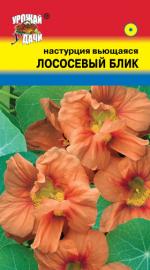 НАСТУРЦИЯ  ЛОСОСЕВЫЙ  БЛИК   ВЬЮЩАЯСЯ  